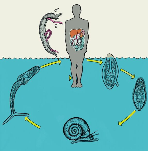 Schistosoma-Lebenszyklusdiagramm